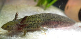Wild Brown Axolotl SIZE 4.5"